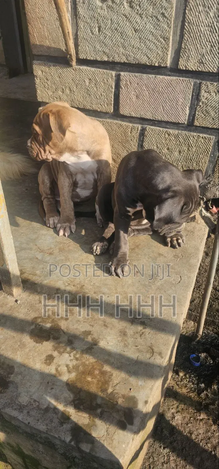 3-6 months Female Purebred Mastiff