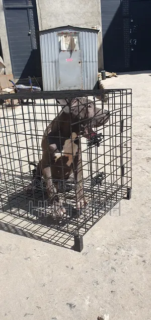 3-6 months Female Purebred Mastiff