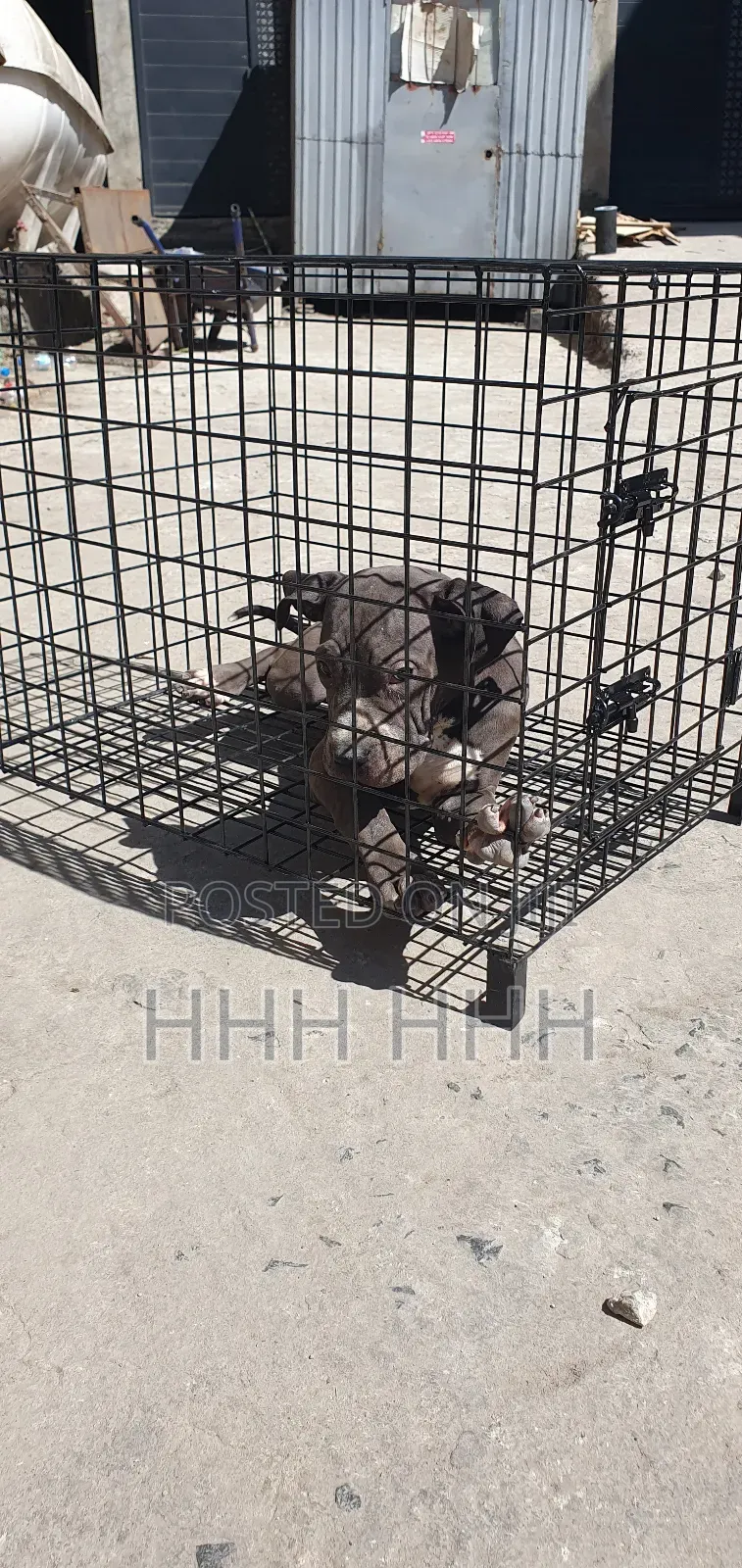 3-6 months Female Purebred Mastiff