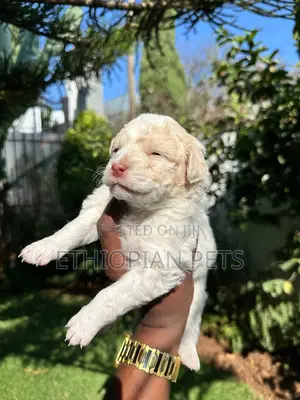 Photo - 1-3 months Female Purebred Japanese Spitz