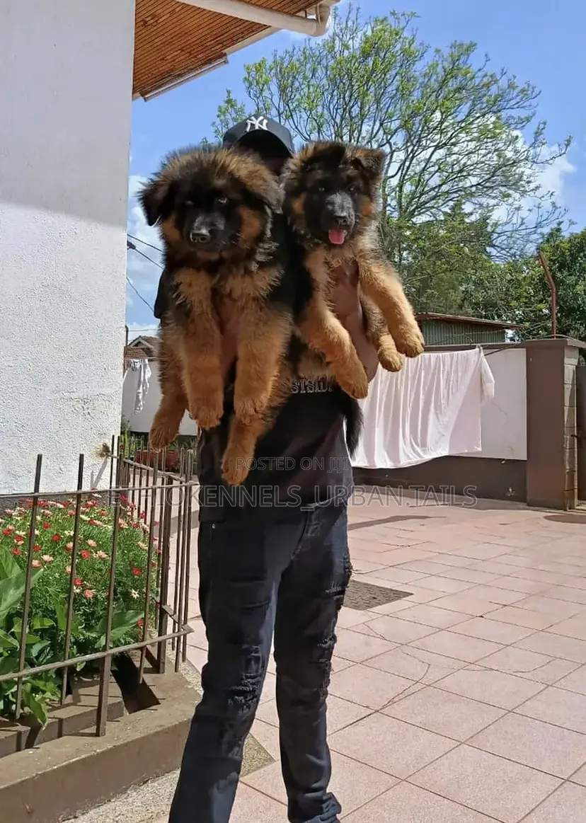 1-3 months Male Purebred German Shepherd