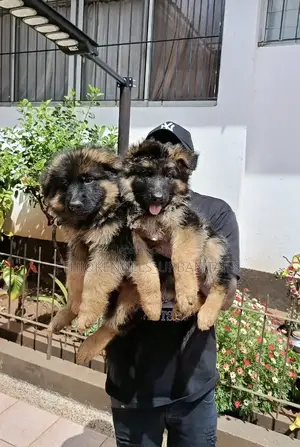 1-3 months Male Purebred German Shepherd