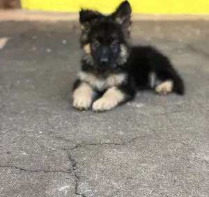 1-3 months Male Purebred German Shepherd
