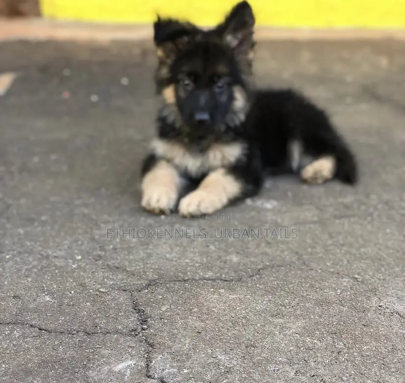 1-3 months Male Purebred German Shepherd