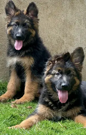 Photo - 1-3 months Male Purebred German Shepherd