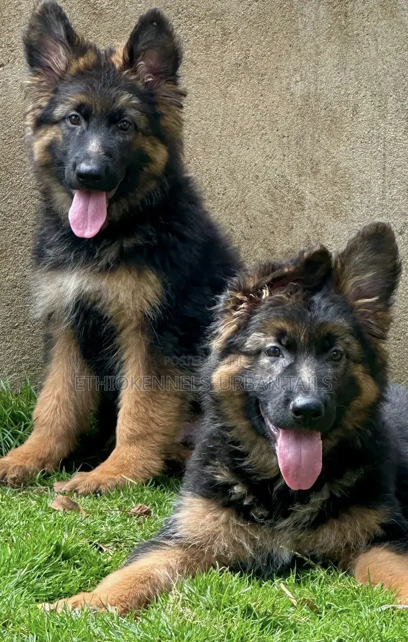 1-3 months Male Purebred German Shepherd