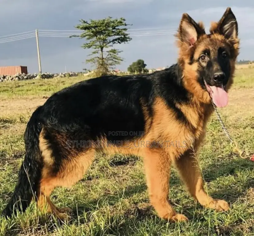 1-3 months Male Purebred German Shepherd