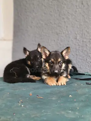 1-3 months Male Purebred German Shepherd