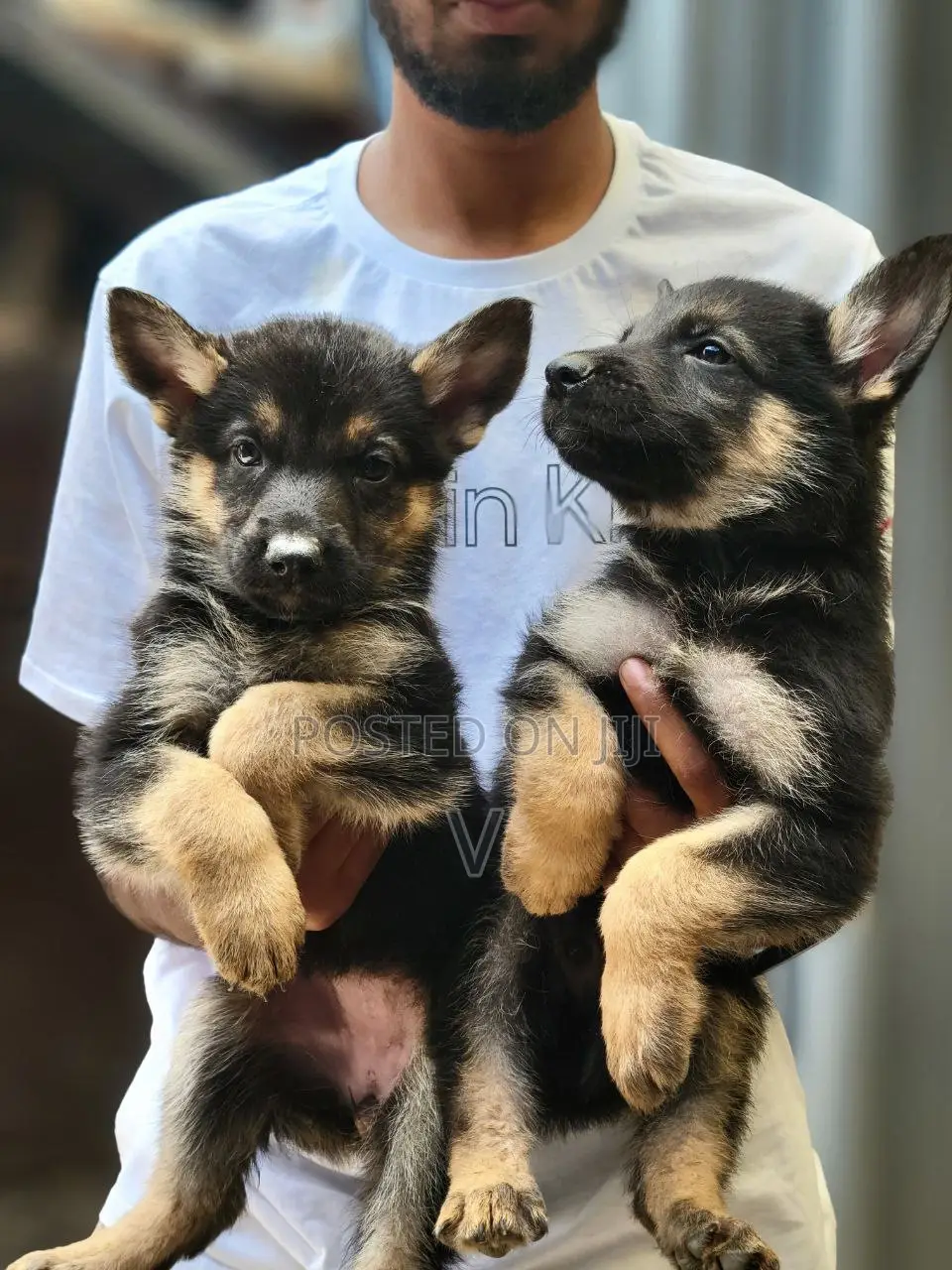 1-3 months Male Purebred German Shepherd