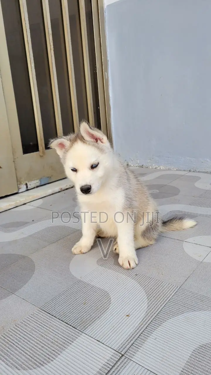 1-3 months Male Purebred Siberian Husky