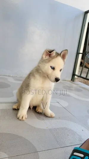 1-3 months Male Purebred Siberian Husky