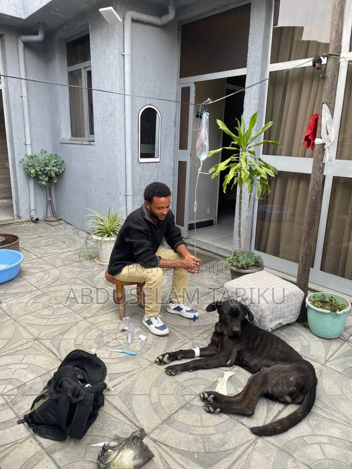 Doctor of Veterinary Medicine