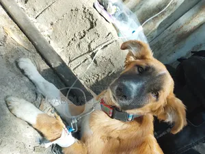 Doctor of Veterinary Medicine