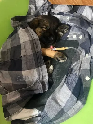 Doctor of Veterinary Medicine