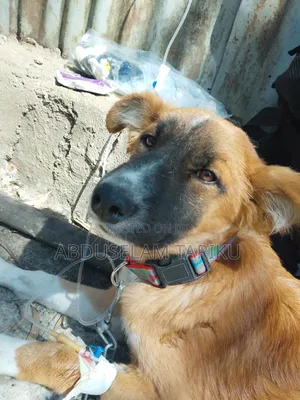 Photo - Veterinary Doctor