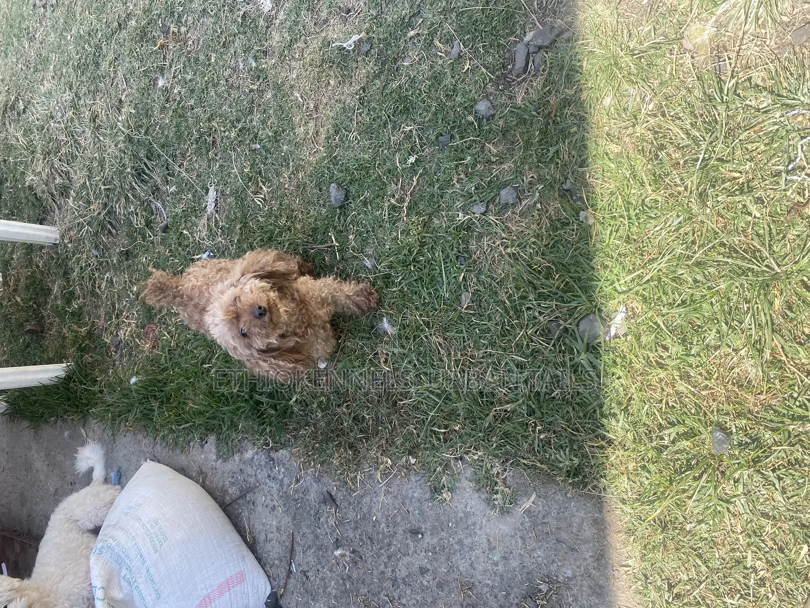 3-6 months Female Purebred Poodle