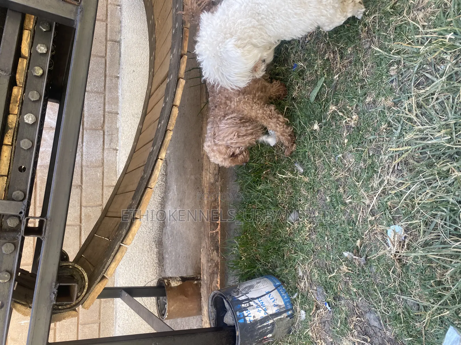 3-6 months Female Purebred Poodle