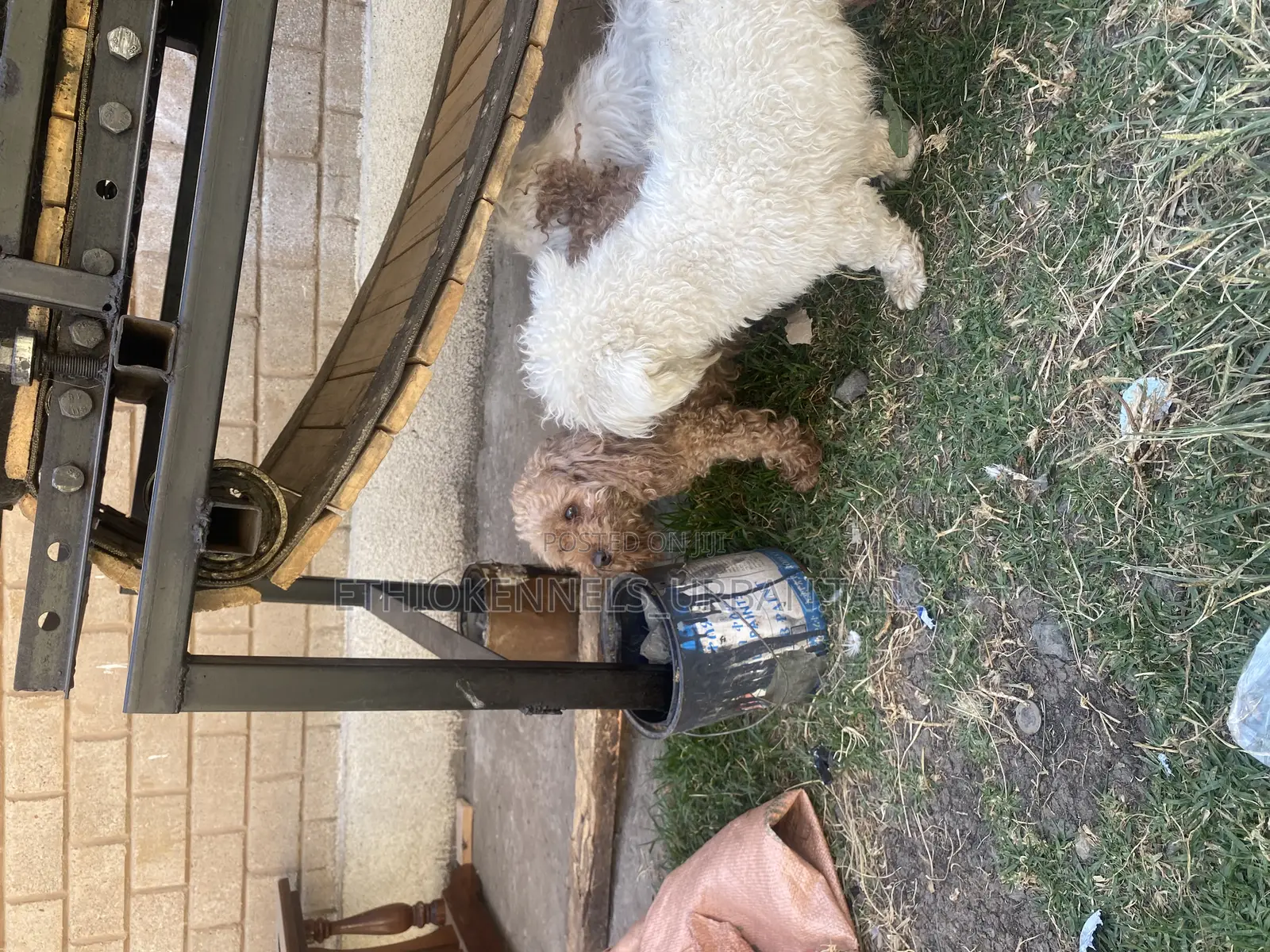 3-6 months Female Purebred Poodle