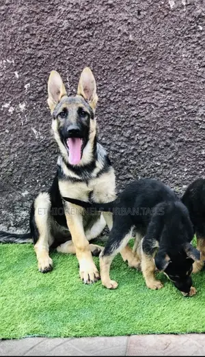 Photo - 1-3 months Female Purebred German Shepherd