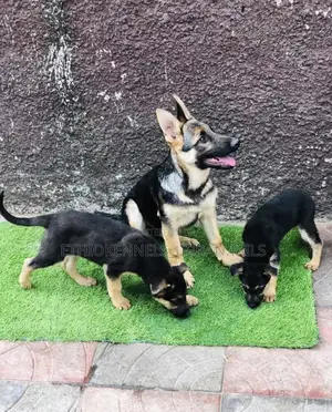 1-3 months Female Purebred German Shepherd