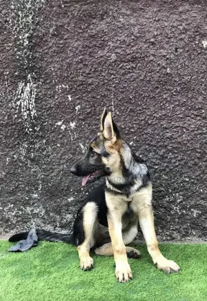 1-3 months Female Purebred German Shepherd