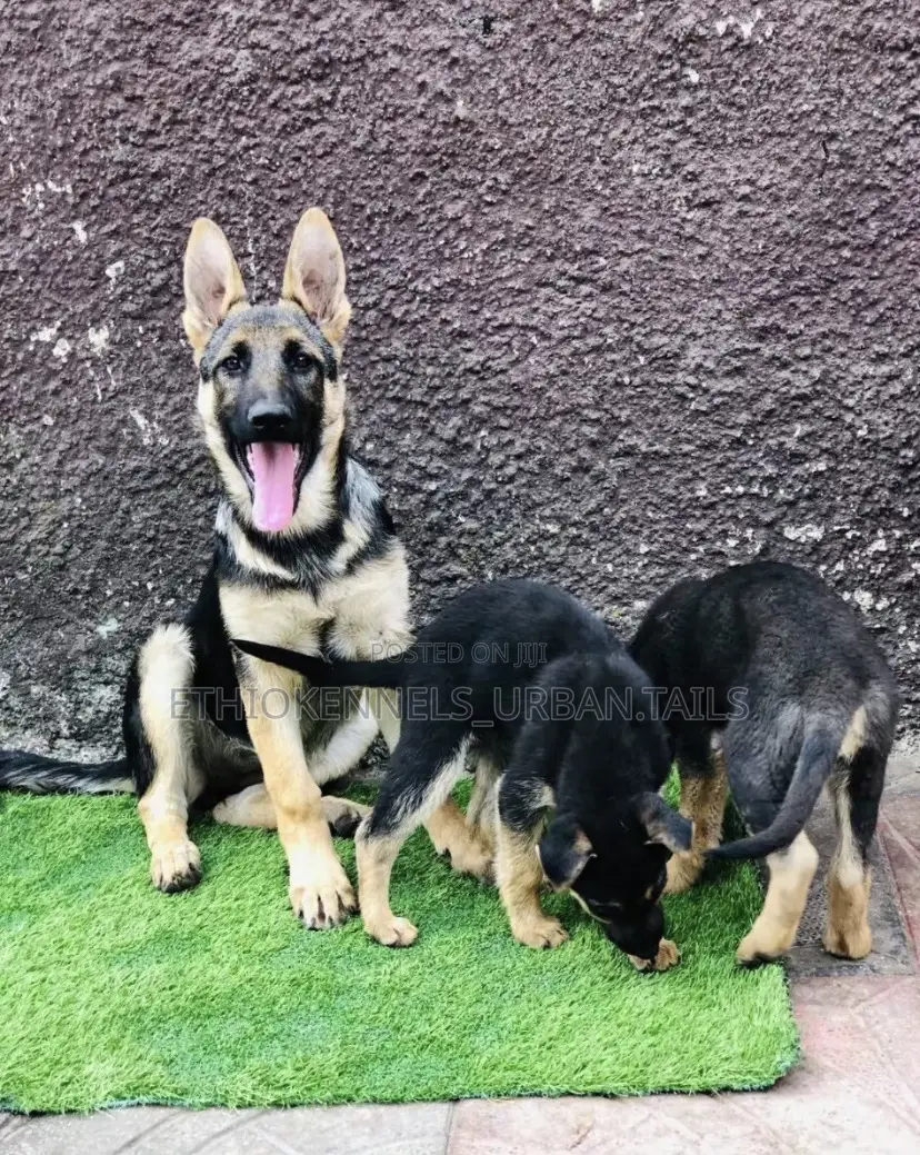 1-3 months Female Purebred German Shepherd