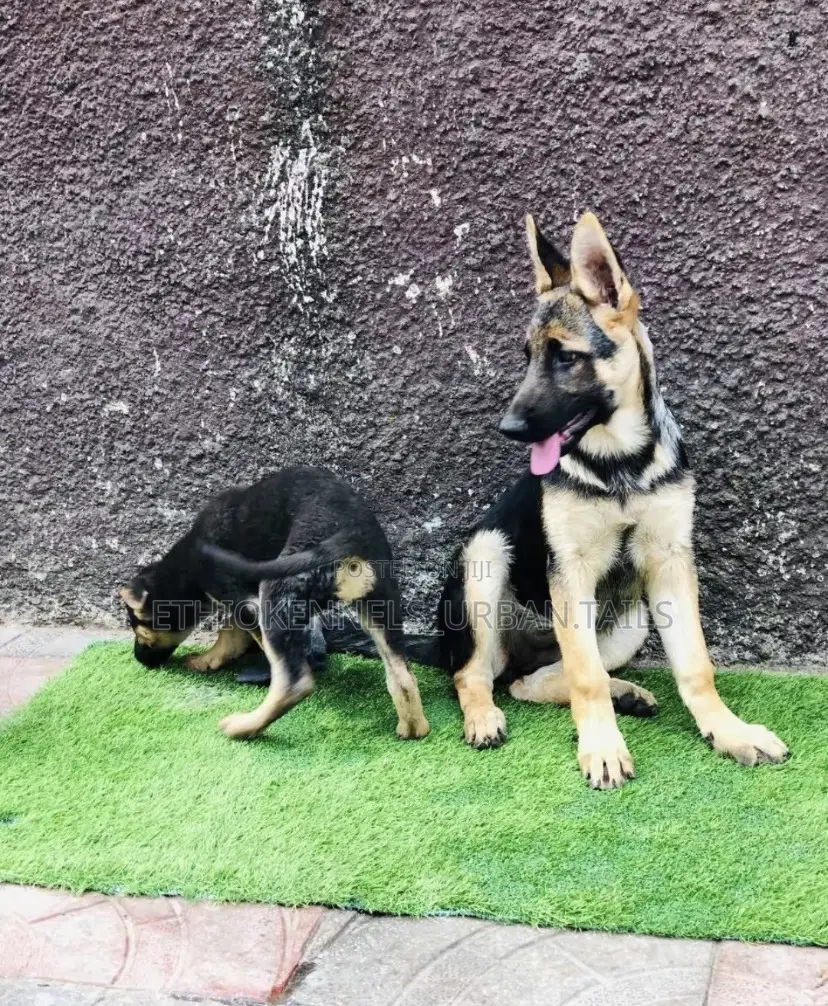1-3 months Female Purebred German Shepherd