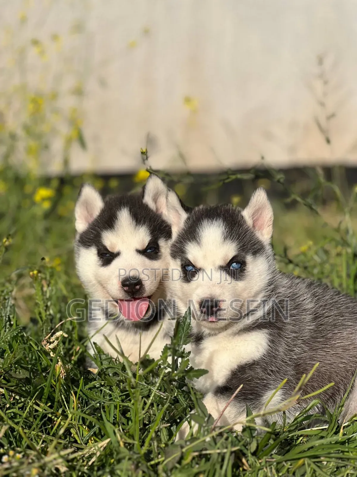 1-3 months Male Purebred Siberian Husky