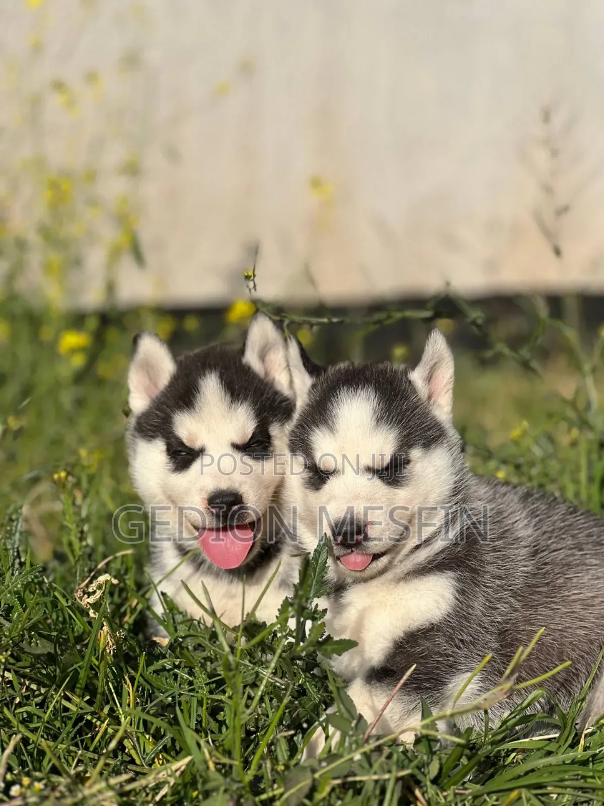 1-3 months Male Purebred Siberian Husky