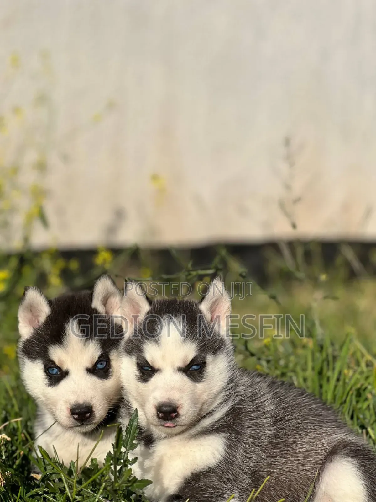 1-3 months Male Purebred Siberian Husky