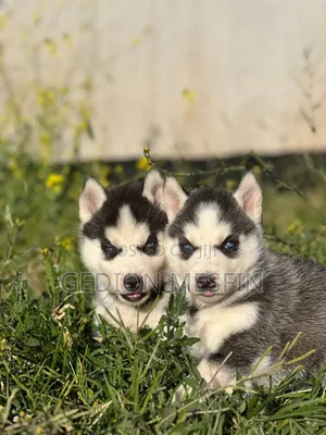 1-3 months Male Purebred Siberian Husky