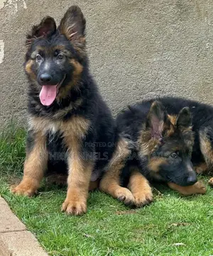 Photo - 1-3 months Female Purebred German Shepherd