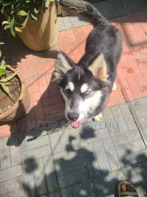 3-6 months Female Mixed Breed Siberian Husky