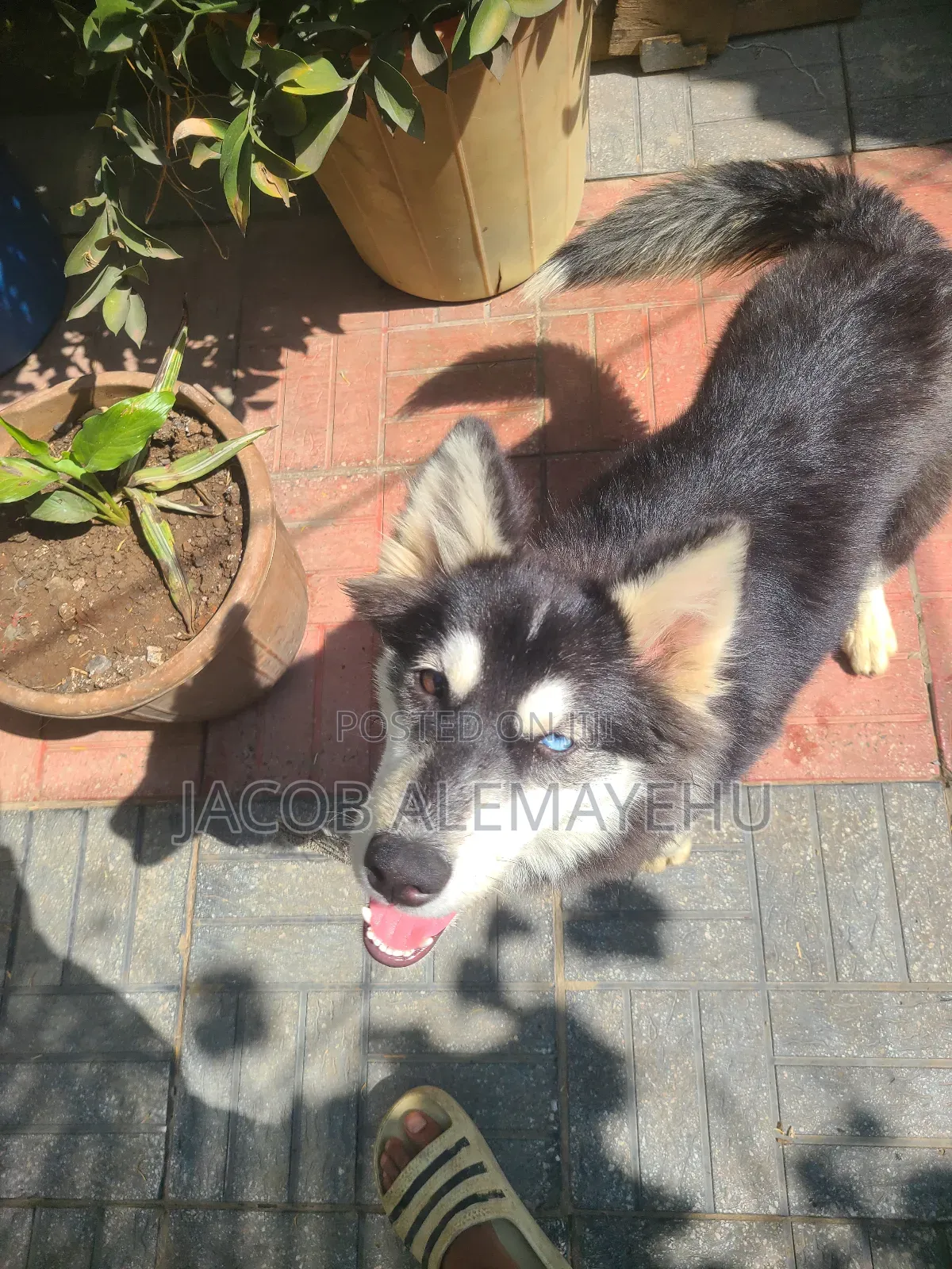 3-6 months Female Mixed Breed Siberian Husky