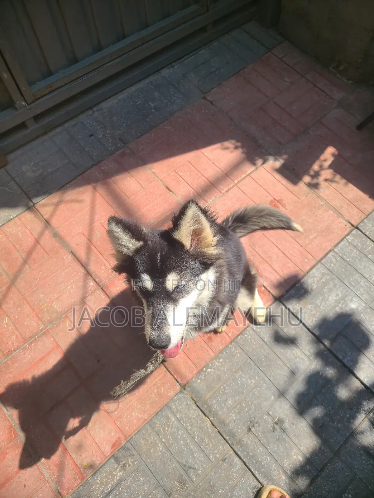 3-6 months Female Mixed Breed Siberian Husky