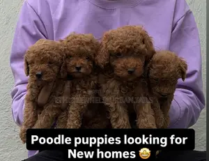 Photo - 1-3 months Male Purebred Poodle