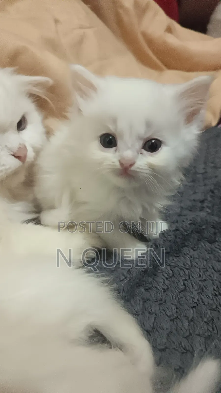 0-1 month Male Mixed Breed Balinese