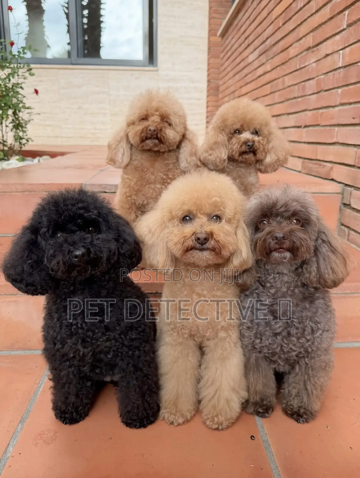 1-3 months Male Purebred Poodle