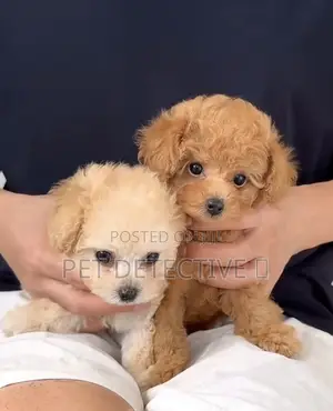 Photo - 1-3 months Male Purebred Poodle