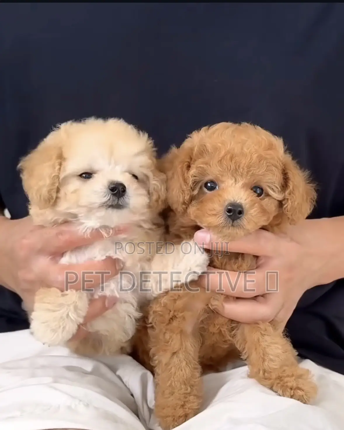 1-3 months Male Purebred Poodle