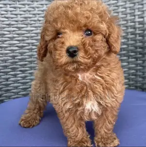 Photo - 1-3 months Male Purebred Poodle