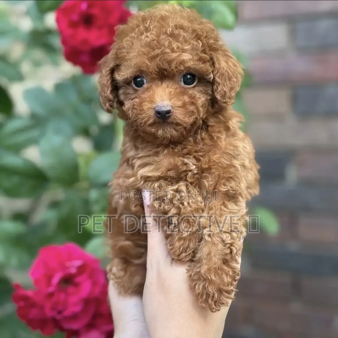1-3 months Male Purebred Poodle