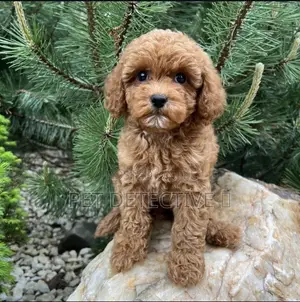Photo - 1-3 months Male Purebred Poodle