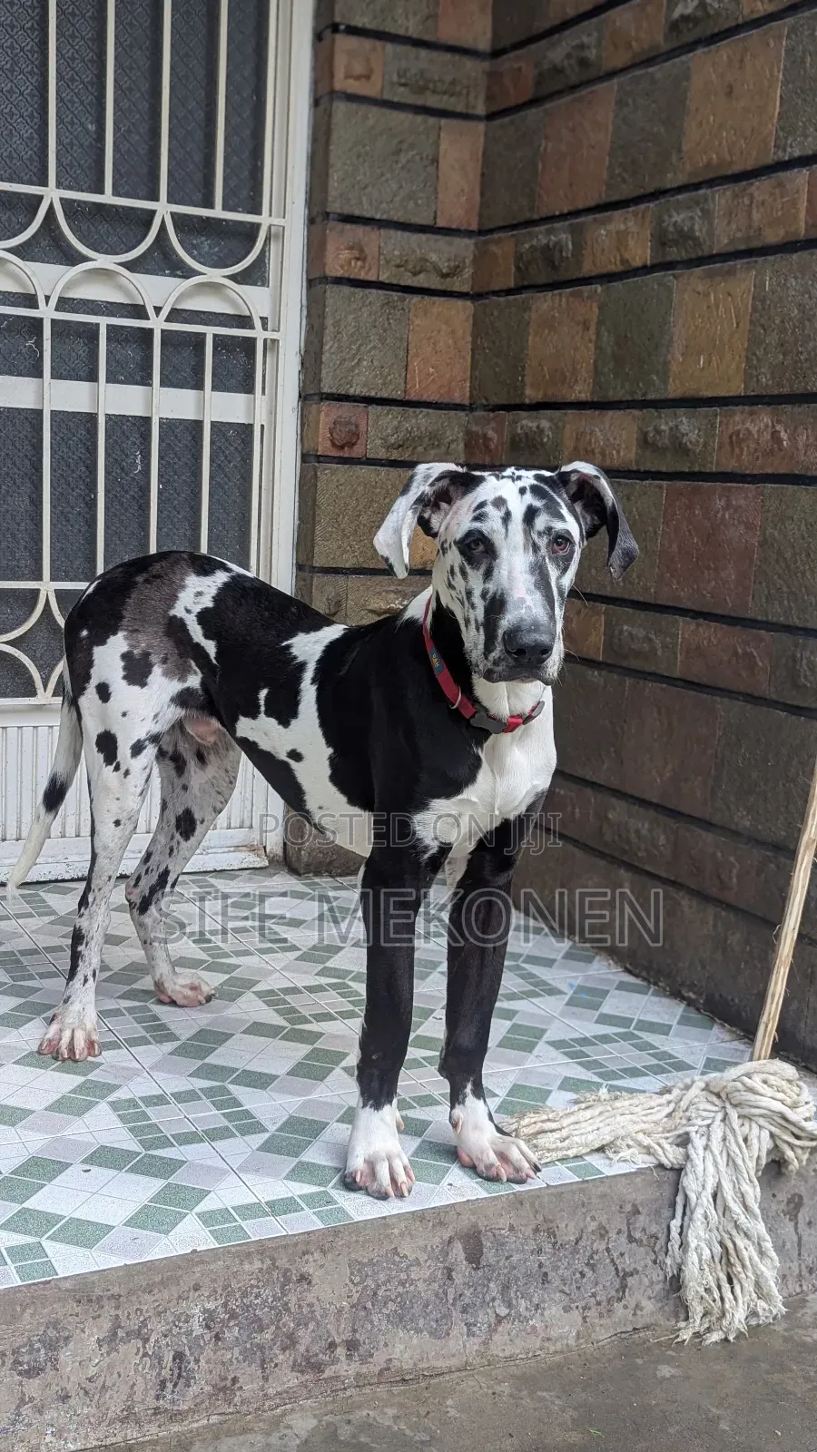 1-3 months Male Purebred Great Dane
