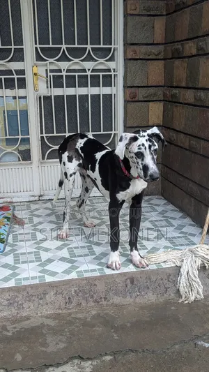 1-3 months Male Purebred Great Dane