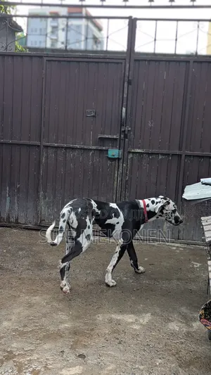 1-3 months Male Purebred Great Dane