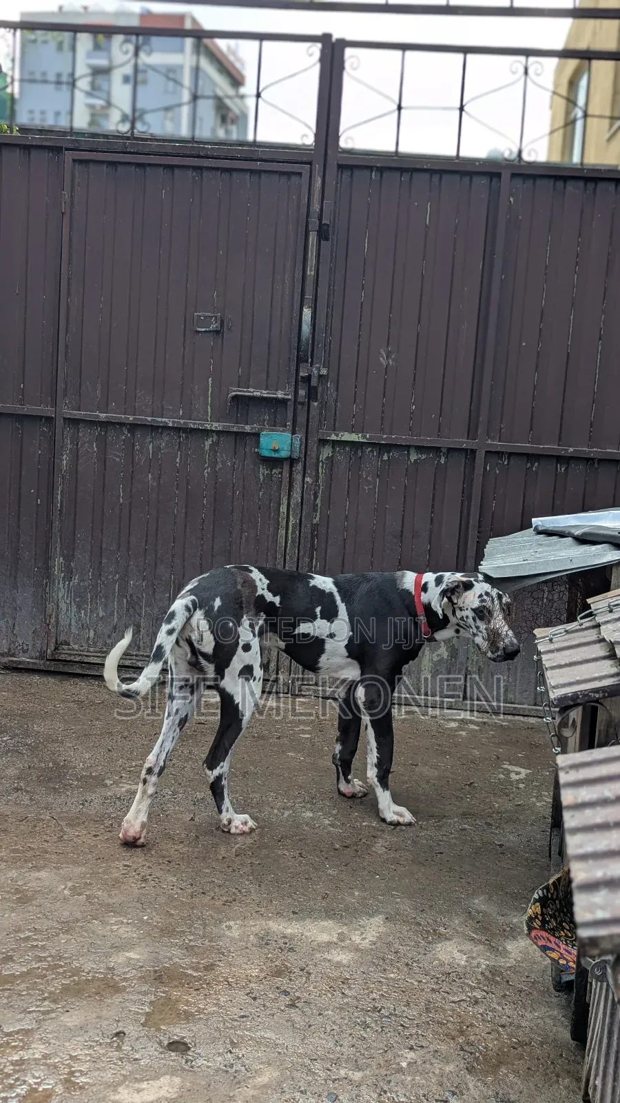1-3 months Male Purebred Great Dane