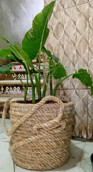 Photo - የቤት ውስጥ አትክልት እና አበባዎች