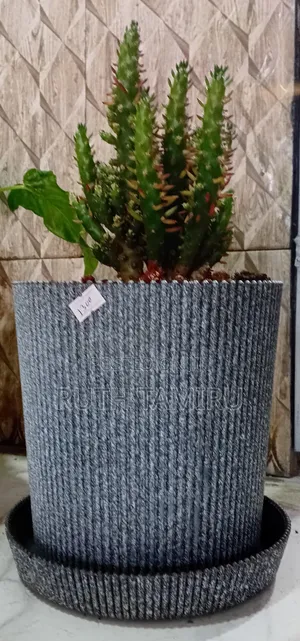 የቤት ውስጥ አትክልት እና አበባዎች