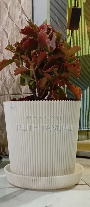 የቤት ውስጥ አትክልት እና አበባዎች